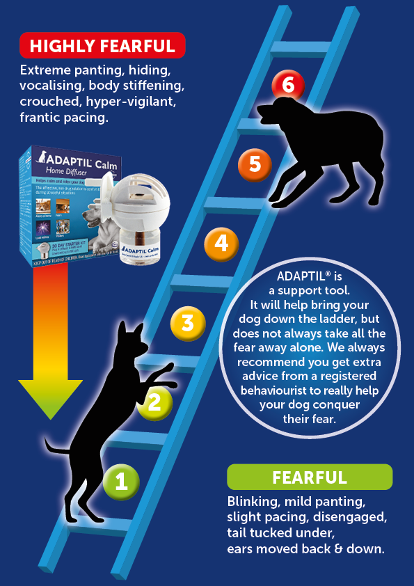 Is there a magic fix for your dog’s fears?